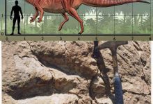 دایناسور ایرانی + تصاویر