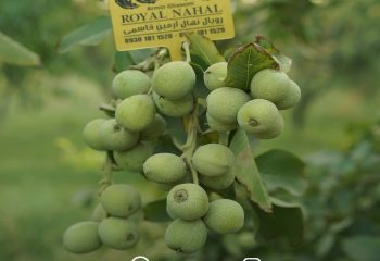 سفری از نهال های گردو تا باغات پرمحصول