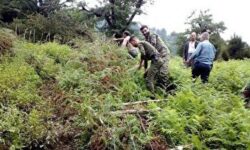 کشف زمین خواری و رفع تصرف زمین ملی در صومعه سرا