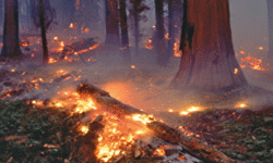 آتشسوزی در جنگلهای چهاردانگه ساری و سیکای نکا / خطر شعلهور شدن دوباره وجود دارد