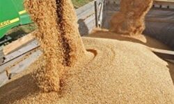 قیمت خرید تضمینی جو و ذرت ۲۳ هزار تومان تعیین شد