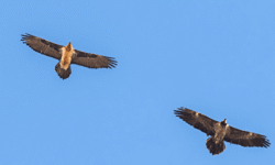 نماد خوشاقبالی بر فراز آسمان فریدونشهر اصفهان