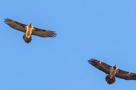 نماد خوش‌اقبالی بر فراز آسمان فریدونشهر اصفهان