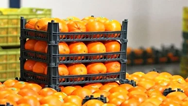 آغاز ذخیره خرمای مورد نیاز ماه رمضان و میوه شب عید/ سبد متنوع میوه در برخی استانها