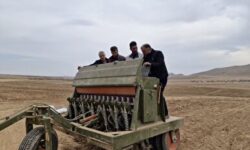 پیش‌بینی کشت ۳۰۰۰ هکتار علوفه در چهارمحال و بختیاری