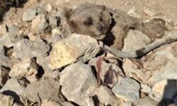 علت مرگ خرس قهوهای در کیار عامل انسانی نبود