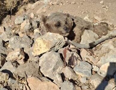 علت مرگ خرس قهوه‌ای در کیار عامل انسانی نبود