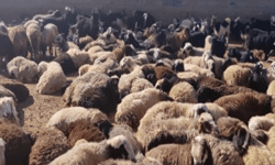 کشف یک هزار راس گوسفند فاقد مجوز در فارس