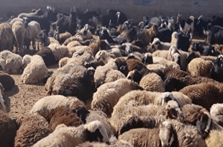 کشف یک هزار راس گوسفند فاقد مجوز در فارس