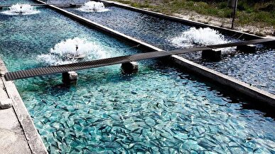 حمایت بنیاد برکت از چهار هزار طرح آبزی‌پروری/ ۱۰۸۴ طرح اشتغالزایی شیلاتی بهره برداری شد