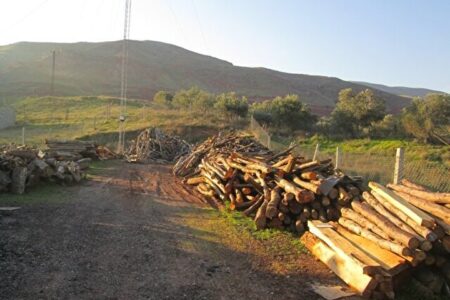 قاچاق چوب و جاده‌های غیرمجاز در دل جنگل‌های گیلان/ تلاش برای حفاظت در برابر تخریب+فیلم /منتشر نشود