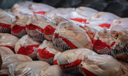 توزیع مرغ منجمد برای شکستن رکورد قیمت در فارس