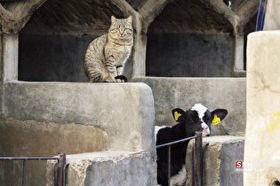 پرورش دام و تولید شیر خام