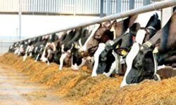 نرخ مصوب شیر خام به ۲۹ هزار و ۵۰۰ تومان رسید