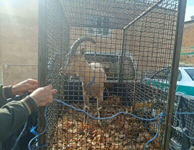 کشف و ضبط یک رأس کل وحشی در بازرسی از یک واحد خدماتی در ایلام