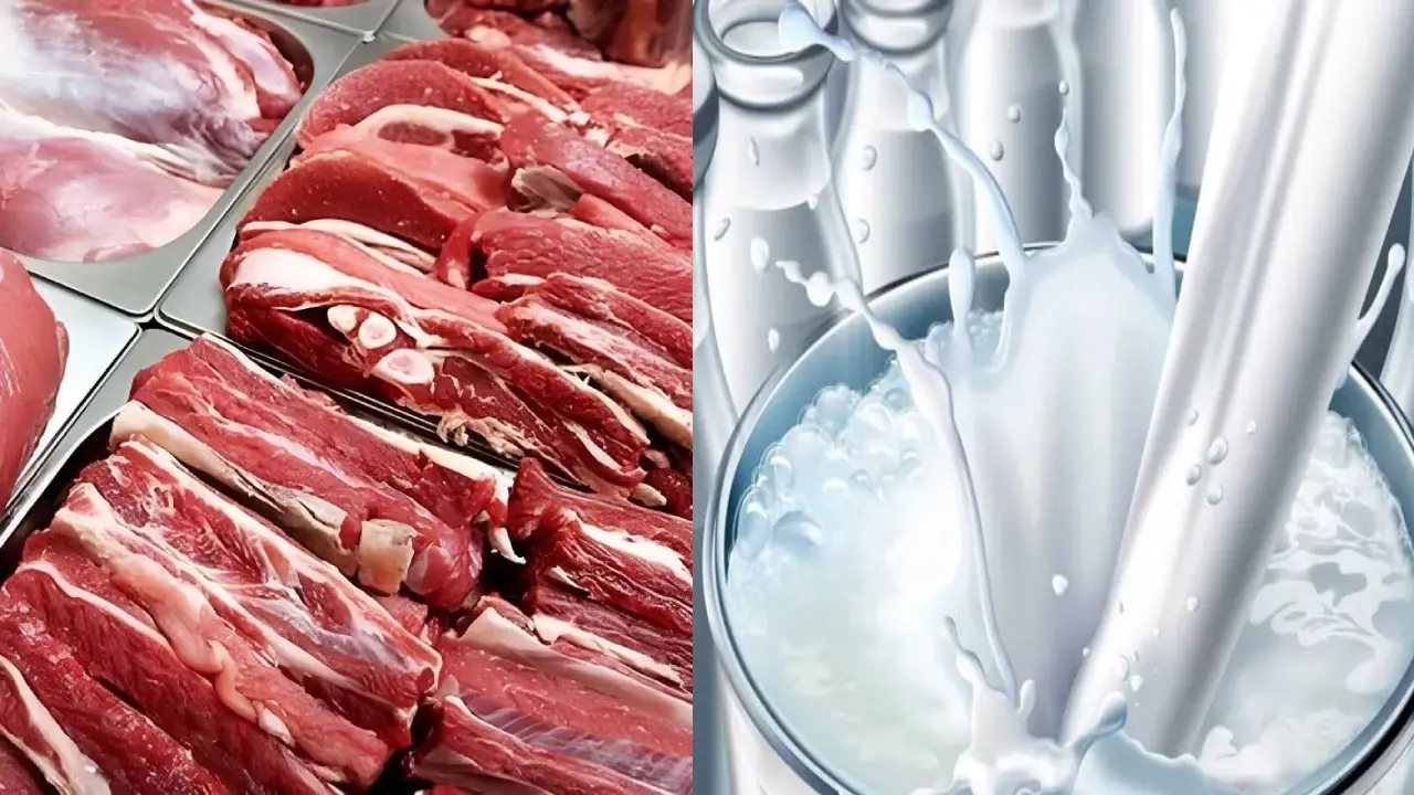 سقوط تولید شیر و گوشت / علت چیست؟