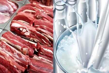 سقوط تولید شیر و گوشت / علت چیست؟