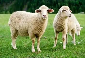 در خرید گوسفند قربانی به چه نکاتی توجه کنیم؟