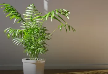 نحوه نگهداری نخل شامودورا