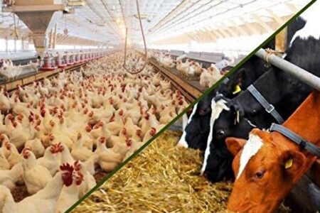 افزایش ۱۴ درصدی جوجه ریزی و جهش تولید عسل در چهارمحال و بختیاری