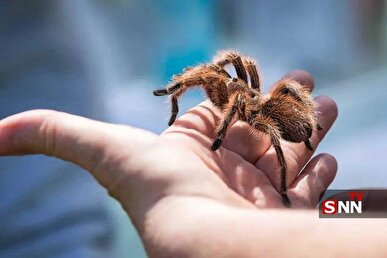 عنکبوتی با موهای صورتی؛ همهچیز درباره تارانتولای آتشین