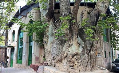 چنارهای منطقه ۲ تهران جانی دوباره می‌گیرند