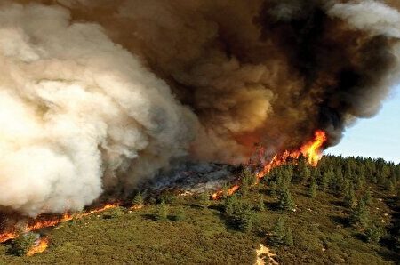 ۸۰هکتار حریق در ۳ روز گذشته/ زنگ خطر برای جنگل‌های گیلان